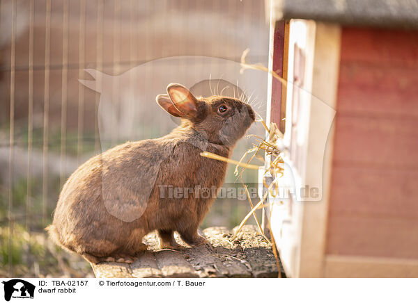 dwarf rabbit / TBA-02157