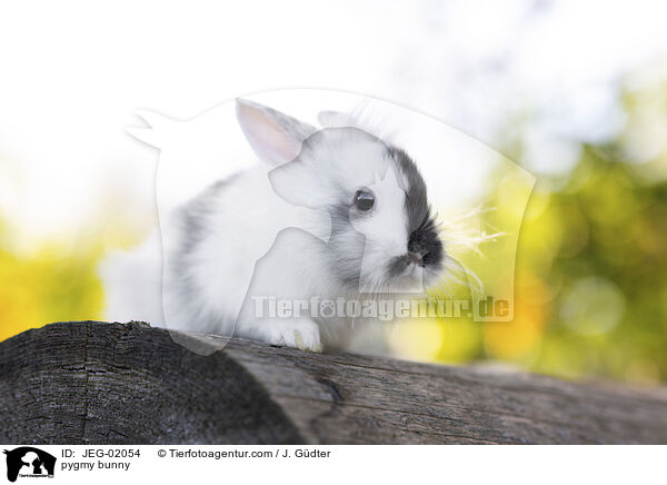 pygmy bunny / JEG-02054