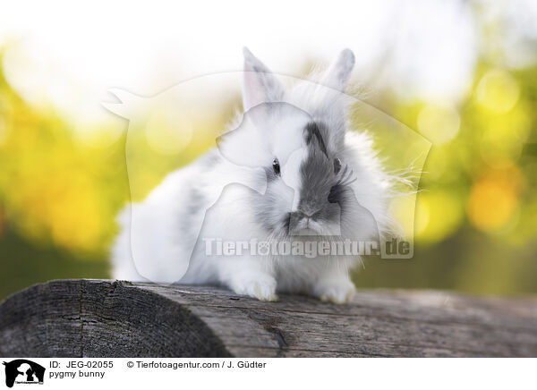 Zwergkaninchen / pygmy bunny / JEG-02055