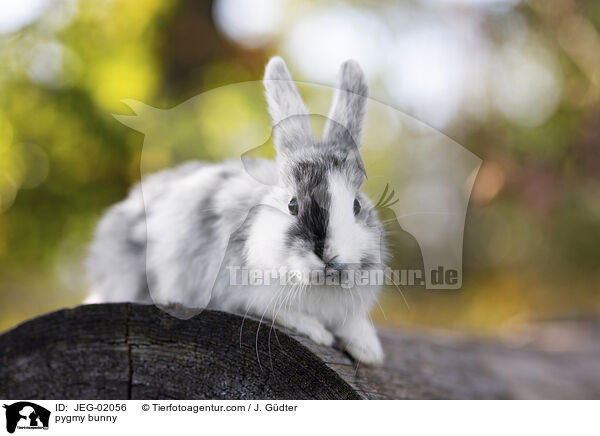 Zwergkaninchen / pygmy bunny / JEG-02056