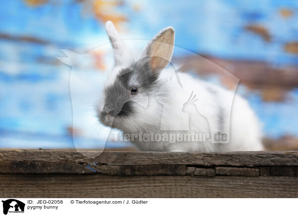 pygmy bunny / JEG-02058