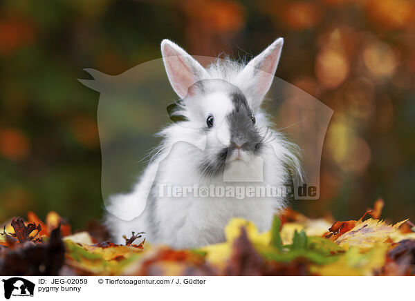 Zwergkaninchen / pygmy bunny / JEG-02059