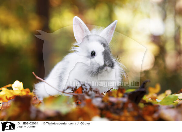 pygmy bunny / JEG-02061