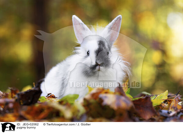 pygmy bunny / JEG-02062