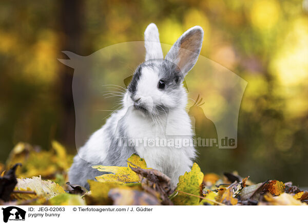 pygmy bunny / JEG-02063