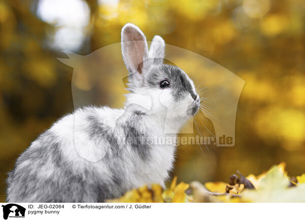 Zwergkaninchen / pygmy bunny / JEG-02064