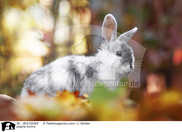 Zwergkaninchen / pygmy bunny / JEG-02065