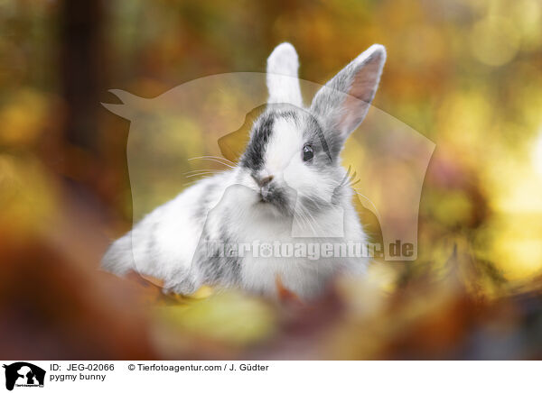 pygmy bunny / JEG-02066