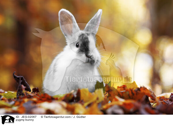 pygmy bunny / JEG-02067