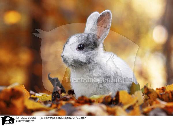Zwergkaninchen / pygmy bunny / JEG-02068