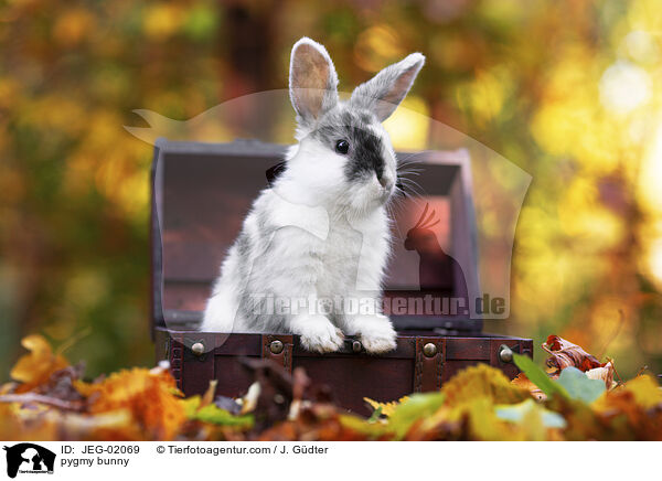 Zwergkaninchen / pygmy bunny / JEG-02069
