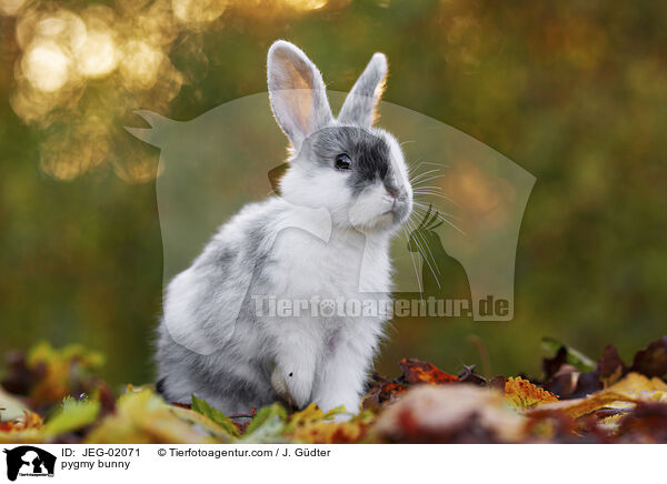 Zwergkaninchen / pygmy bunny / JEG-02071