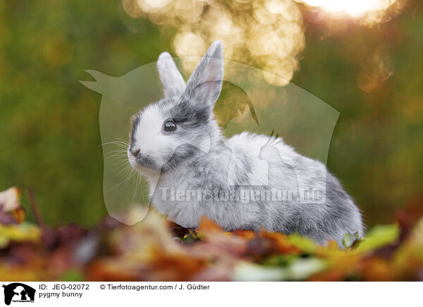 Zwergkaninchen / pygmy bunny / JEG-02072