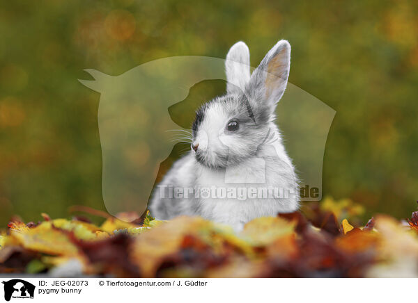 Zwergkaninchen / pygmy bunny / JEG-02073