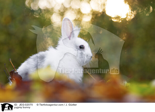 Zwergkaninchen / pygmy bunny / JEG-02075