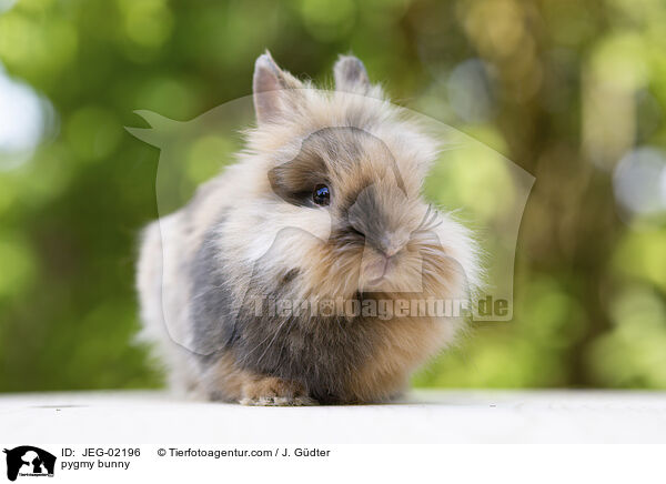 Zwergkaninchen / pygmy bunny / JEG-02196