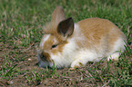 young pygmy bunny