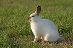 bunny in the meadow