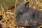 young dwarf rabbit