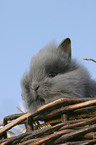 young dwarf rabbit