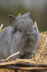 young dwarf rabbit