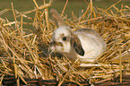 dwarf rabbit