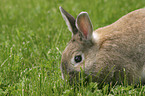 bunny in the meadow