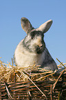 dwarf rabbit