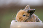 pygmy bunny