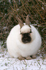 pygmy bunny