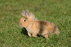 jumping dwarf rabbit