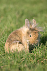 dwarf rabbit is cleaning itself