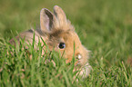 dwarf rabbit