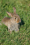 dwarf rabbit