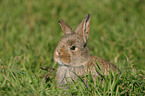 dwarf rabbit