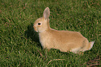 dwarf rabbit