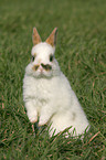 dwarf rabbit