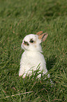 dwarf rabbit