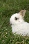 dwarf rabbit