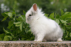 dwarf rabbit