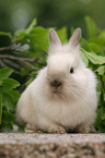 dwarf rabbit