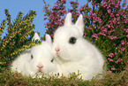 2 dwarf rabbits
