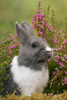 dwarf rabbit