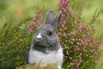 dwarf rabbit