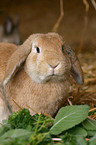 dwarf rabbit