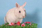 dwarf rabbit