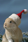 Christmasbunny