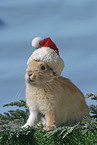 Christmasbunny