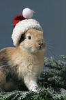 Christmasbunny