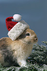 Christmasbunny